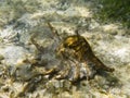 Giant spider conch