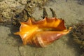 Giant spider conch shell, Lambis Lambis, marine gastropod mollusk underwater, alive specimen. Red Sea, Egypt. Common Spider Conch