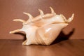 Giant spider conch shell or Lambis Truncata Royalty Free Stock Photo