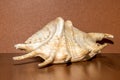 Giant spider conch shell or Lambis Truncata Royalty Free Stock Photo