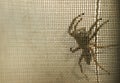 A giant spider crawled behind the curtain