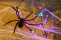 Giant Spider Hanging on Cob Web for Halloween