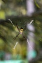 Giant spider hanging by its web against nature background Royalty Free Stock Photo