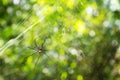 Giant spider on her net