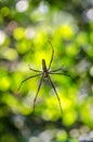 Giant spider in his web in Khao National Park