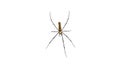 Giant Spider, white background Royalty Free Stock Photo