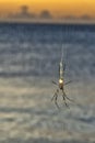 A giant spider over tropical paradise beach background Royalty Free Stock Photo