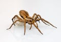 A giant spider Royalty Free Stock Photo