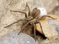 A giant spider Royalty Free Stock Photo