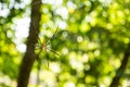 Giant spider on web