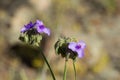 Giant Spiderwort blooms and bloom pod