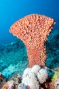 Giant sponge in the blue background while divinig Indonesia