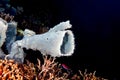 Giant sponge in the blue background while divinig Indonesia