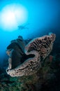 The giant sponge (Petrosia lignosa) is native to Gorontalo, Indonesia.