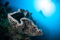 The giant sponge (Petrosia lignosa) is native to Gorontalo, Indonesia.