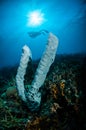 The giant sponge Petrosia lignosa Salvador dali juvenile in Gorontalo, Indonesia underwater