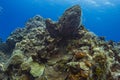 Giant sponge reef Royalty Free Stock Photo
