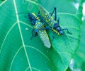 Giant spotted crickets Bali Indonesia