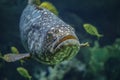 Giant spotted grouper fish