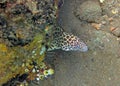 Giant spotted moray hiding amongst coral reef on the ocean flo