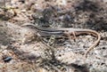 Giant Spotted Whiptail Lizard