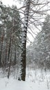 Giant spruce with branches sticking out in different directions. Beautiful landscape.