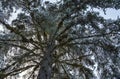 Giant spruce with snow