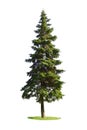 Giant spruce tree Royalty Free Stock Photo