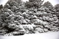 Giant Spruce Trees Blanketed in Snow in Winter