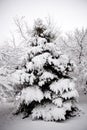 Giant Spruce Trees Blanketed in Snow in Winter