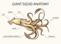 Giant Squid Anatomy Illustration