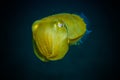 Giant squid bunaken indonesia sepia latimanus underwater photo