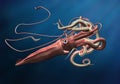 Giant Squid Royalty Free Stock Photo