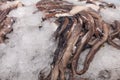 A giant squid on sale in the ice at the market Royalty Free Stock Photo