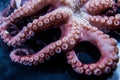 Giant squid tentacles, Boiled tentacles of octopus with beautiful swirl of one tentacle Royalty Free Stock Photo