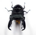 Giant stag beetle Dorcus titanus from Indonesia Royalty Free Stock Photo