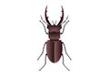 Giant Stag Beetle Vector Art Isolated on White Background Royalty Free Stock Photo