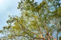 Giant stem of pterocarpus indicus tree against sun Royalty Free Stock Photo