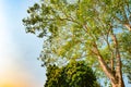 Giant stem of pterocarpus indicus tree against sun Royalty Free Stock Photo
