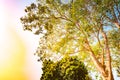 Giant stem of pterocarpus indicus tree against sun Royalty Free Stock Photo