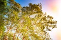 Giant stem of pterocarpus indicus tree against sun Royalty Free Stock Photo