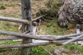 Giant stone boulder on a pasture and destroyed wooden fence, Austria