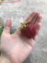 Giant strawberry