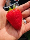 Giant strawberry