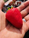 Giant strawberry in hand