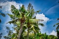 Giant stunning coconut palm tree with coconuts on it under the beautiful bright blue sky Royalty Free Stock Photo