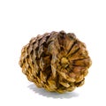 Giant sugar pine cone, California isolated on the white background.