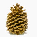 Giant sugar pine cone, California isolated on the white background.