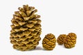 Giant sugar pine cone left and giant sequoia cones isolated on the white background. Royalty Free Stock Photo