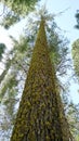 Giant Sugar Pine in Sequoia National Park